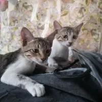 دوعدد بچه گربه اهلی|گربه|بندرعباس, |دیوار