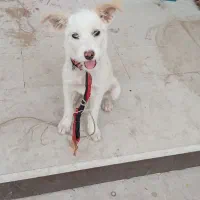 سگ واکسن خورده وبا تربیت