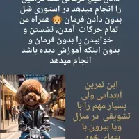 مربی سگ|خدمات پیشه و مهارت|رشت, گلسار|دیوار