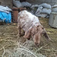 بز گوسفند بزغاله اروندکنار