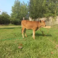 گوساله ماده چالوسی اصیل