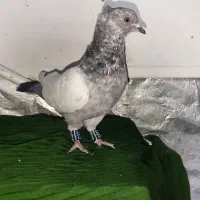 کفتر جوجه سینه سبز