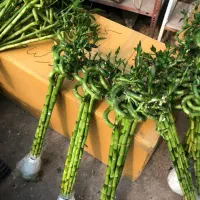 بامبو اریکا نخل مرداب سیکاس