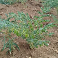 نخود|خوردنی و آشامیدنی|تهران, آرژانتین|دیوار