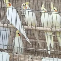 فروش عروس هلندی سالم|پرنده|تربت‌حیدریه, آبشار|دیوار