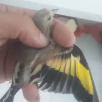 جوجه سهره کرمانی قلمدار