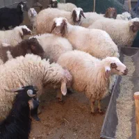 بزغاله و بره