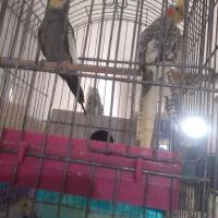 دو جفت عروس هلندی با جوجه معاوضه با مرغ و خروس