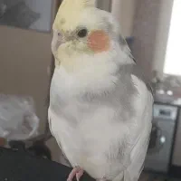 عروس هلندی گمشده مژدگانی ۱۵ میلیون  برای یابنده|پرنده|تهران, مهران|دیوار