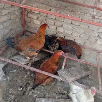مرغ خروس جوان|حیوانات مزرعه|مزرعه کتول, |دیوار