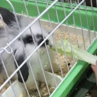 خرگوش لوپ با قفس