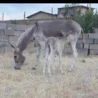 شیرالاغ و شیر شتر