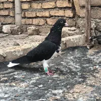 کفتر یا کبوتر سیا بدرنگ