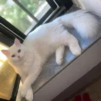 آناگورا تربیت شده اجتماعی