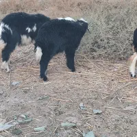 دوتا گوسفند عوسی اصلی نر|حیوانات مزرعه|خرمشهر, |دیوار