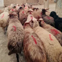 میش آبستن سنگین میش و بره