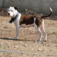 سگ پیتبول ماده|سگ|شوشتر, |دیوار