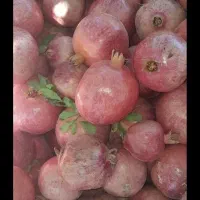 انار،توضیحات