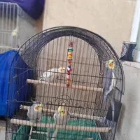پرنده عروس هلندی