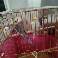 جفت عروس هلندی رو تخم با تمامی امکانات