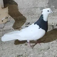 طوق سیاه ماده
