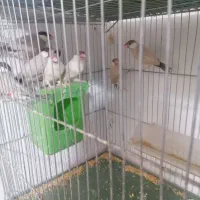 نرگسی شکلاتی|پرنده|شیراز, دست خضر|دیوار