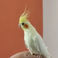 عروس هلندی لوتینو