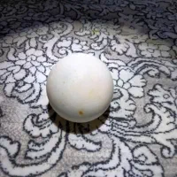 گوهرزیبای شب چراغ