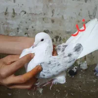 ۱۷ عدد کبوتر شازده