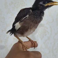 جوجه مینا (یزدانشهر)