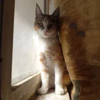 گربه ۵ماهه نژادکامالو