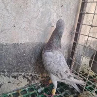 سرور و شهری