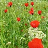 باغ عبدل اباد(رشتقون) سند قطعی