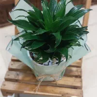 گل،گلدان و باکس گل هدیه روز مادر باقیمت مناسب