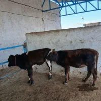 گوساله ماده ونرشیری|حیوانات مزرعه|مشهد, خرم آباد|دیوار