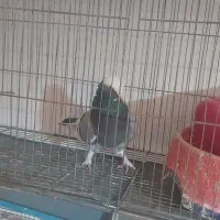 کبوترترکیه