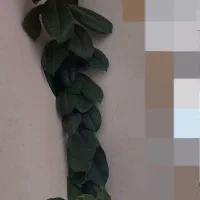 دو عدد گل