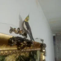 عروس هلندی نر رام باتمام وسایل تازه