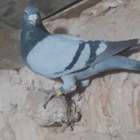 پلاکی پرشی