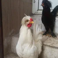 زینتی ، سلطان ، خروس و مروغ|حیوانات مزرعه|رشت, فلسطین|دیوار