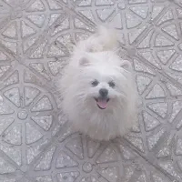 معاوضه سگ پامر  با هر چیز‌ که به کارم بیاد