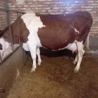 گاو سیمنتال