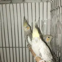 مرغ عشق فنج|پرنده|تهران, اتابک|دیوار