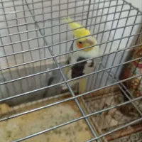 ماده عروس هلندی|پرنده|فشاپویه, |دیوار