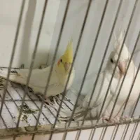 عروس هلندی مولد