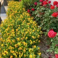 انجام کلیه کارهای باغبانی، باغچه، سمپاشی