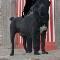 سراب افغان درشت هیکل