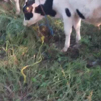 گاو شیری حامله با گوساله ماده|حیوانات مزرعه|اسلام آباد, |دیوار