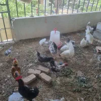 گله 20 تایی نژاد گلین اصل فول  یا دستگاه جوجه کشی|حیوانات مزرعه|چهارباغ, |دیوار