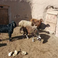 میش بره دار|حیوانات مزرعه|نیشابور, مازول|دیوار